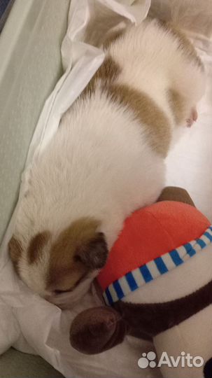 Собака алабай