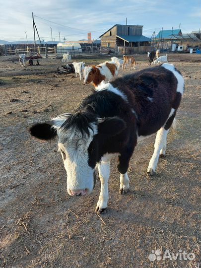 Телята бычки и телки