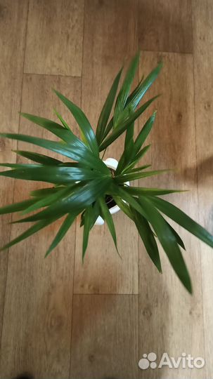 Монстера Минима или Рафидофора тетрасперма, Арека