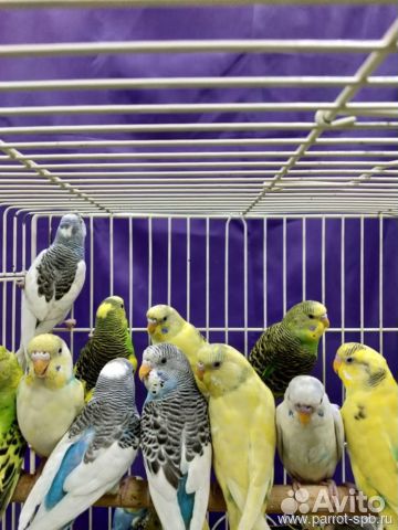 Волнистые попугайчики птенцы