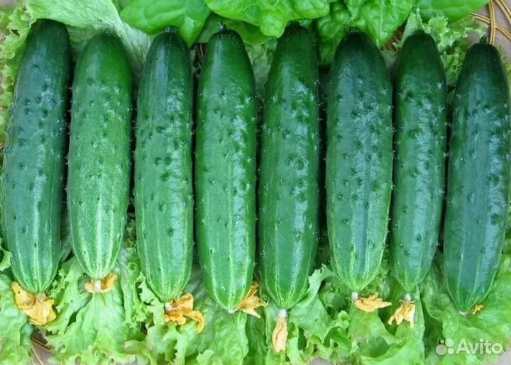 Семена Огурчиков СССР