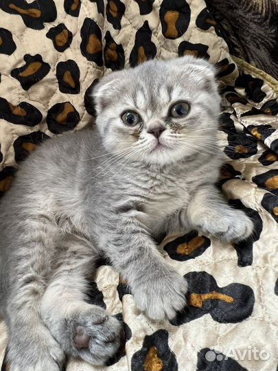 Шотландские вислоухие котята