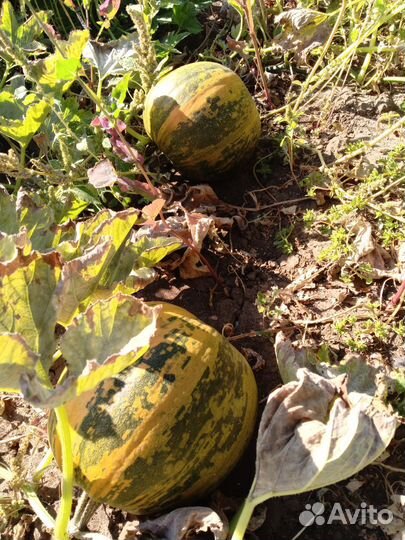 Семена штирийской тыквы