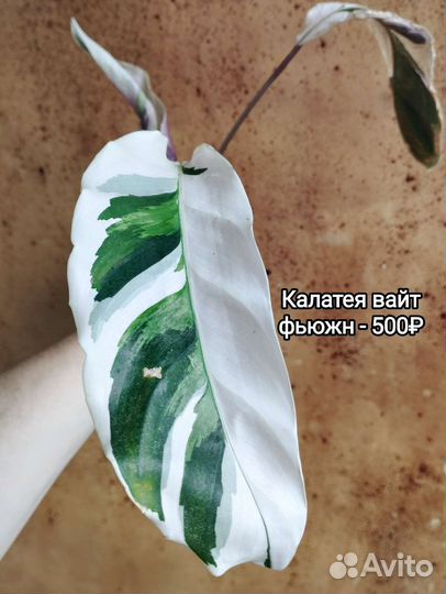 Калатея и ктенанта