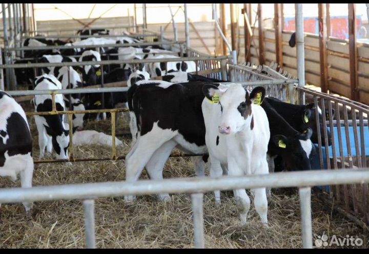 Продаю бычков