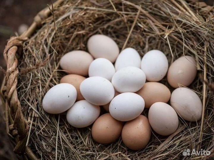 Домашние куриные яйца