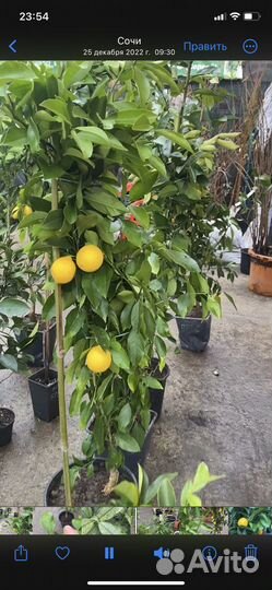Саженцы цитрусов,дервья со приживаемостью