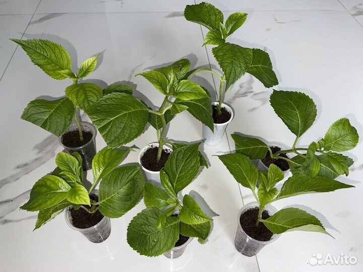 Гортензия крупнолистная