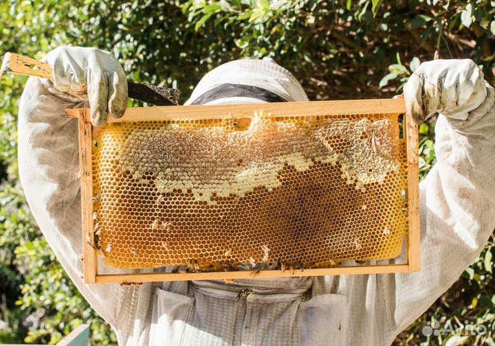 2024 Мед натуральный алтайский оптом