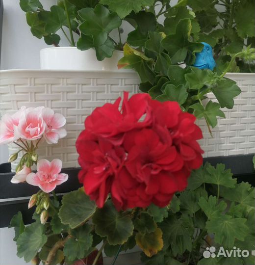 Герань пеларгония розебудная и ампельная