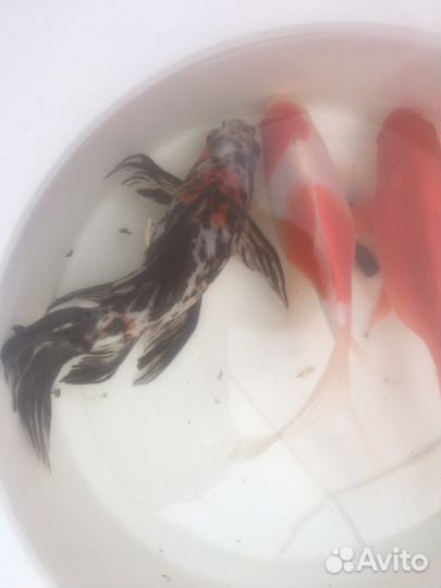 Карпы Кои, кометы, шубункины