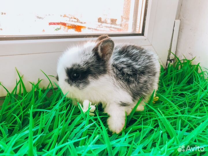 Мини карликовый кролик