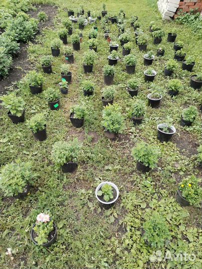 Хризантемы мультифлора