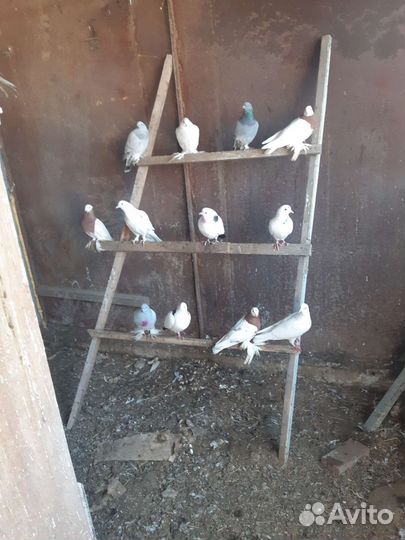 Продажа бакинских голубей