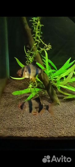 Барбус суматранский