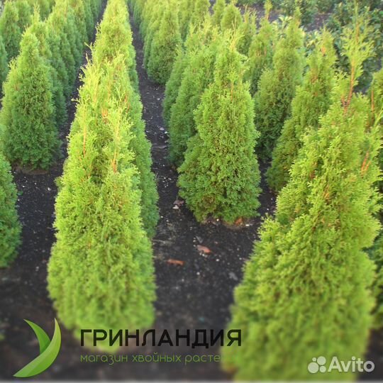 Туя колумна 1,9 м