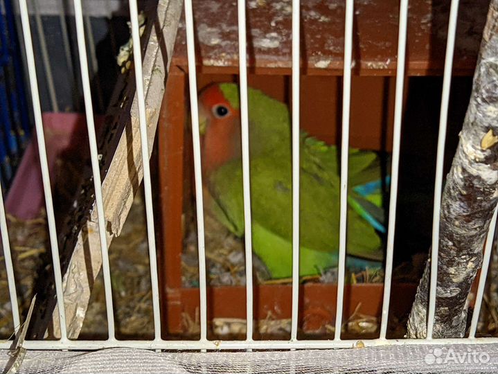 Неразлучники