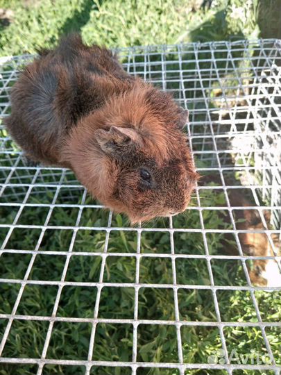 Морские свинки