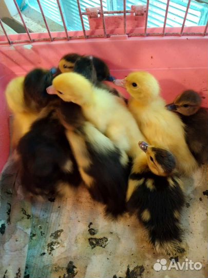 Индоутята суточные