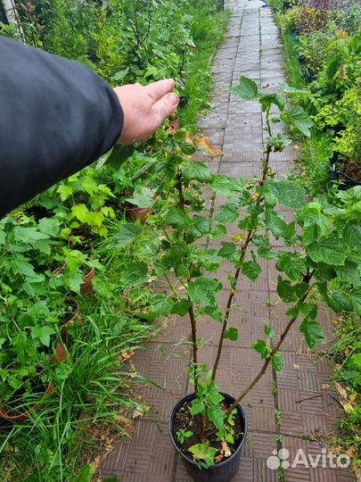 Саженцы черной смородины лучшие сорта