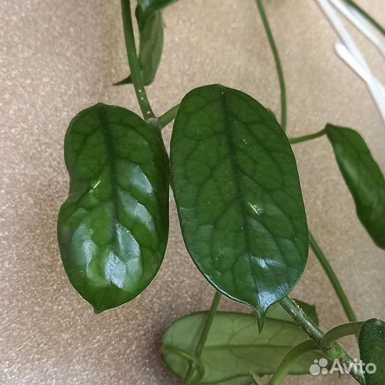 Хойи сортовые