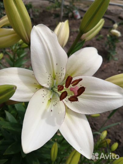 Лилейники низкорослые, лилии