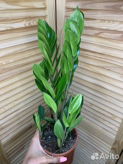 Замиокулькас