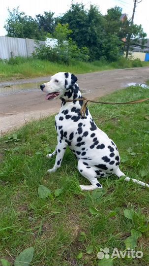 Метис далматина, общительная девочка