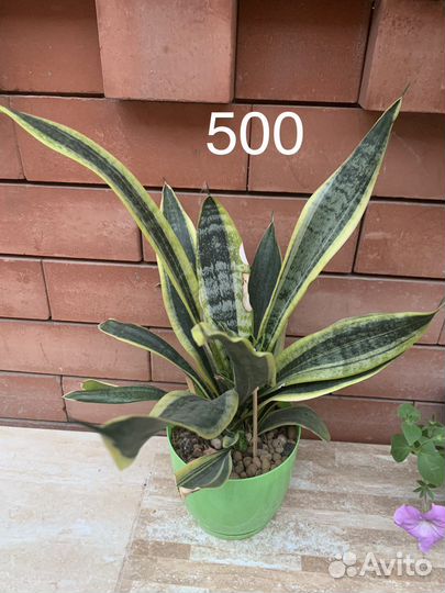 Разные комнатные растения