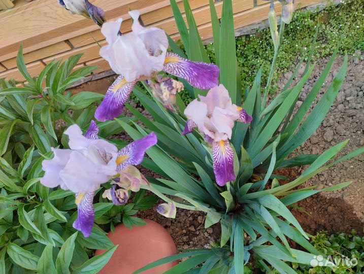 Ирисы сортовые