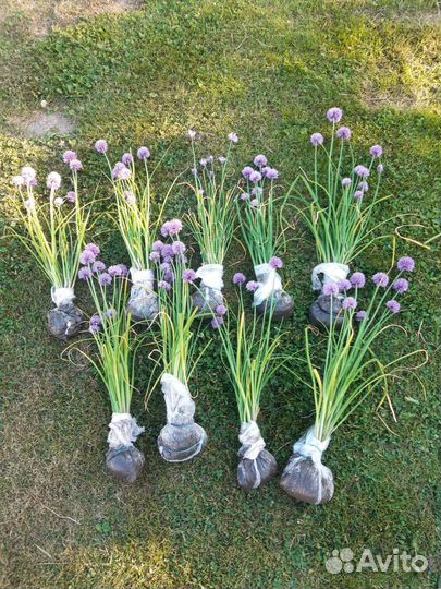 Лук шнитт маленький и большой