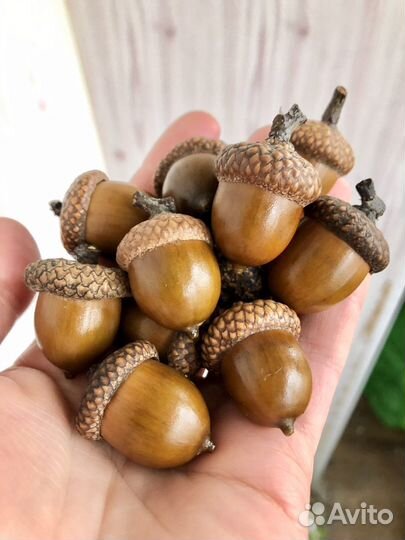 Жёлуди красного дуба