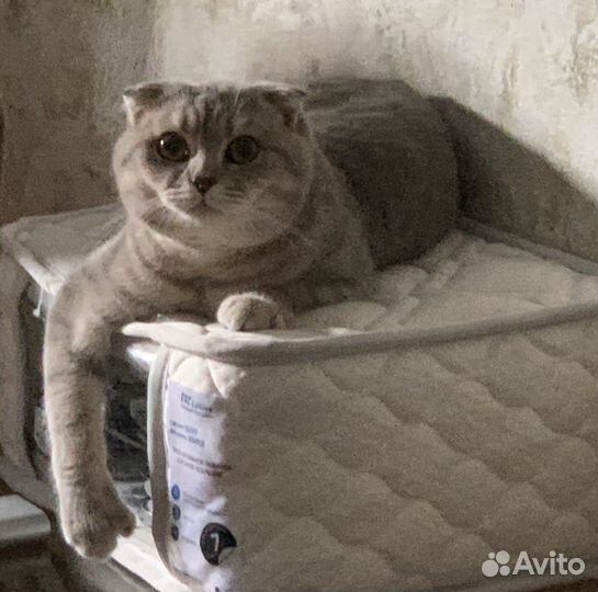 Шотландский кот на вязку