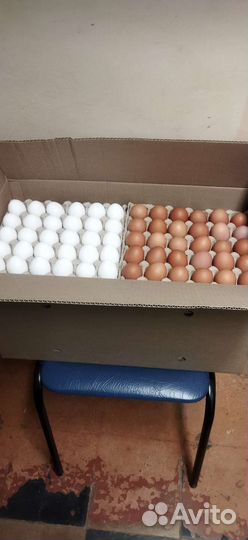 Домашние куриные яйца