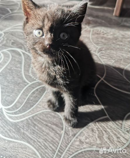 Кошки в добрые руки