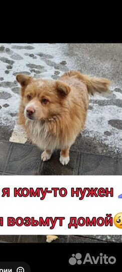 Маленький пушистик ищет дом. Проша-возраст1-2года