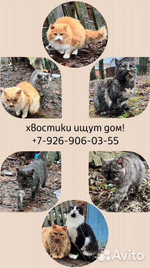 Коты ищут дом
