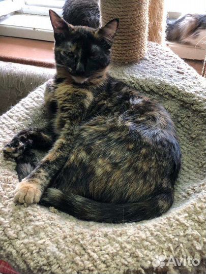 Котики и кошечки Приют