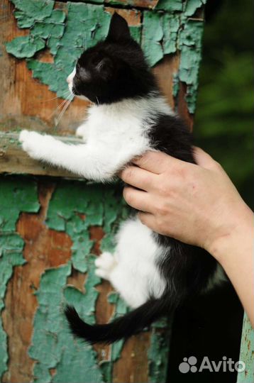 Славная девочка, 2мес