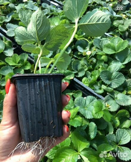 Саженцы клубники