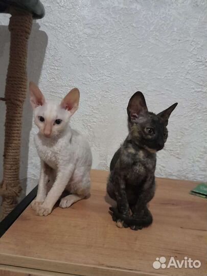 Котята