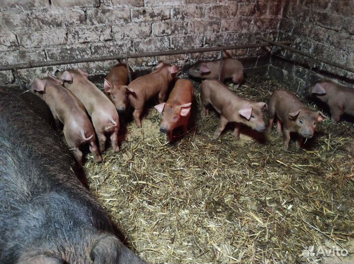 Поросята 