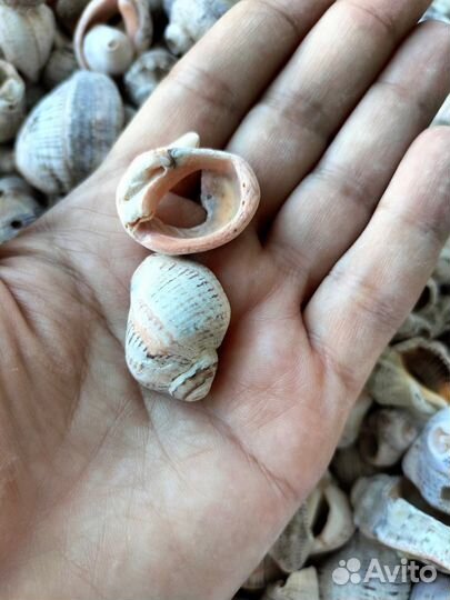 Ракушки морские
