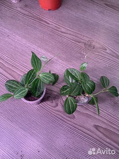 Хойи сортовые 1