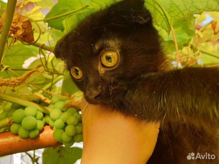 Милый котёнок Июлька ищет дом