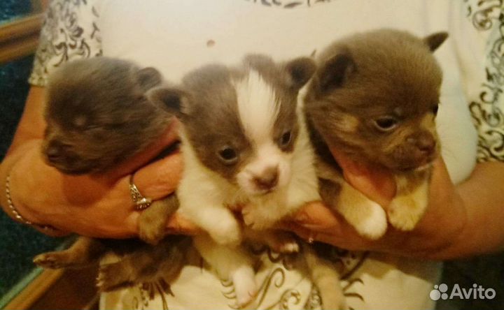 Щенки чихуахуа мальчишки и девочка