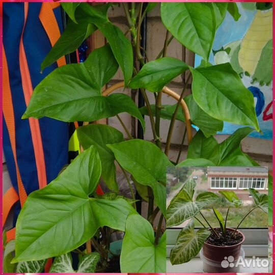 Комнатные цветы