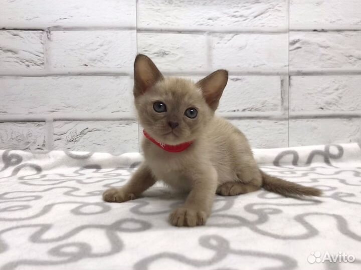 Бурманская