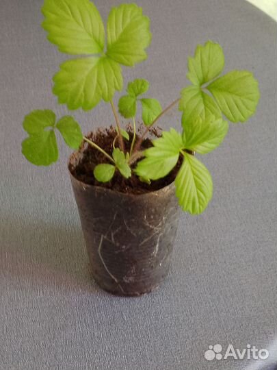 Земляника садовая рассада