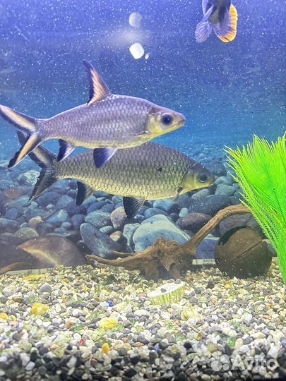 Акулий балу